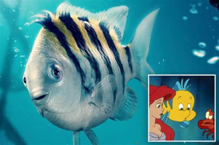 What is Pinocchio’s fish name? – Celebrity
